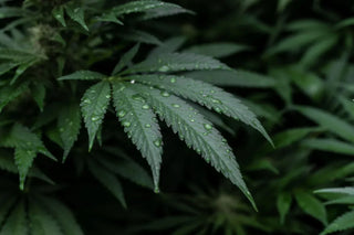 DELTA 8 - BUYER BEWARE: WHAT YOU NEED TO KNOW ABOUT THE LATEST HEMP CRAZE