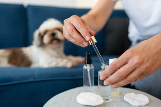 CBD And Superfoods For Pets