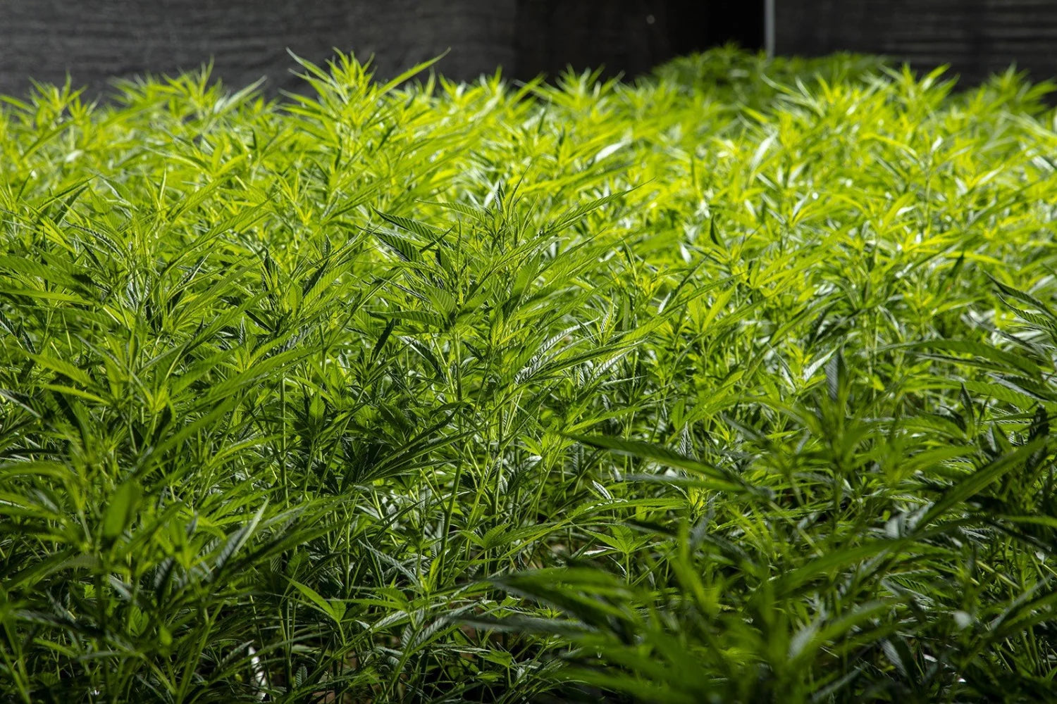 Hemp Plants