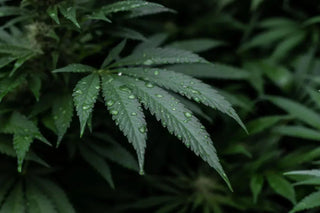 DELTA 8 - BUYER BEWARE: WHAT YOU NEED TO KNOW ABOUT THE LATEST HEMP CRAZE