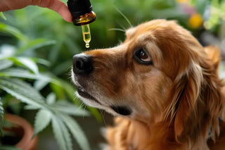 How to detect Critical Signs of stress in a Dog?