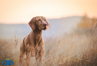 How to Use Full Spectrum Hemp Oil for Dogs Safely