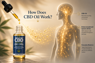 How CBD oil interacts with the body's endocannabinoid system (ECS) illustrated with Innovative CBD Professional Full Spectrum CBD + CBDa oil and glowing cannabinoid pathways.