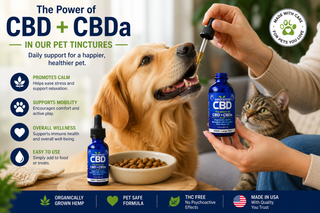 Lifestyle image of Innovative CBD pet tinctures showing a golden retriever and cat with CBD + CBDa hemp oil tinctures in a cozy home setting, promoting calm, mobility, wellness, and pet-safe daily support with organically grown hemp extract.